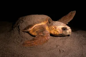 Florida Beach Wildlife Impressions: Loggerhead turtle nesting on the beach, Florida