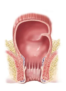 Human Digestive System Illustration Impressions: Detail of normal rectum and anus