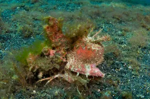 Lembeh Strait Fish Impressions: Spiny devilfish, Lembeh Strait