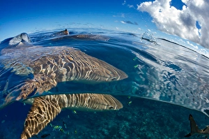 Carcharhinus Melanopterus Impressions: Split image of blacktip reef sharks