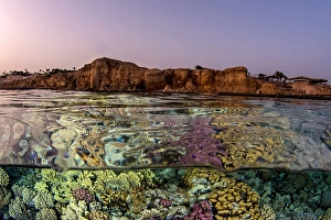 Tropical Ocean Ecosystems Impressions: An over under split in the Red Sea