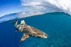 Carcharhinus Melanopterus Impressions: Split view of a blacktip reef shark
