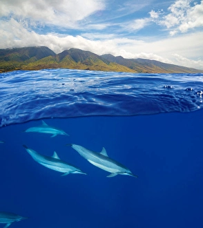 Spinner Dolphins Impressions: A split view of spinner dolphins