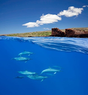 Spinner Dolphins Impressions: A split view of spinner dolphins