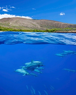 Spinner Dolphins Impressions: A split view of spinner dolphins