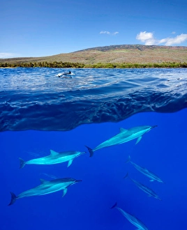 Spinner Dolphins Impressions: A split view of spinner dolphins