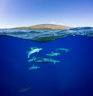 Spinner Dolphins Impressions: A split view of spinner dolphins