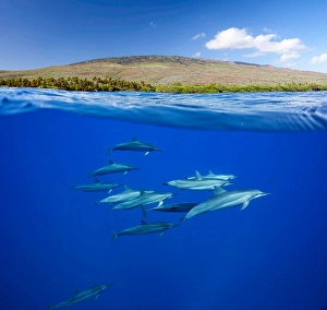 Spinner Dolphins Impressions: A split view of spinner dolphins