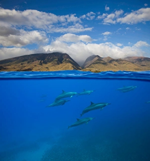 Spinner Dolphins Impressions: A split view of spinner dolphins