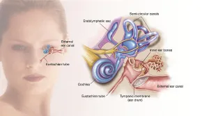 Inner Ear Anatomy Impressions: Structures of the inner ear