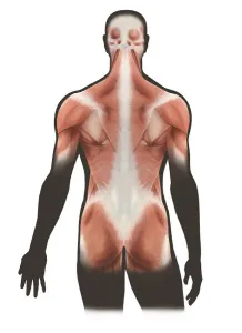 Human Muscular System Impressions: Surface layer of back muscles
