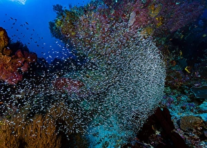 Coral Reef Ecosystem Photos Impressions: Thousands of tiny fish amongst a reef in Halmahera