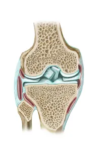 Knee Anatomy Impressions: Front view of knee section to show interior structures