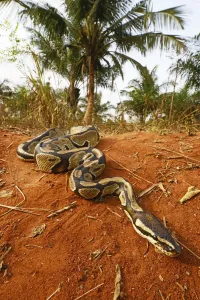 Faits Marquants Du Mois D'octobre 2018 Impressions: Python royal (Python regius) Togo. Conditions contrôlées.