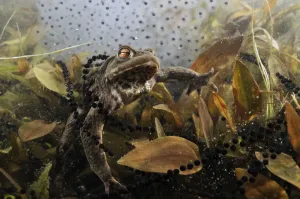 Common Toad Impressions: Common toad (Bufo bufo) in a pond, with toad spawn and frogspawn, Coldharbour, Surrey