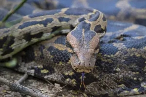 Indian Subcontinent Wildlife Impressions: Indian python (Python molurus), flicking tongue, Rajasthan, India