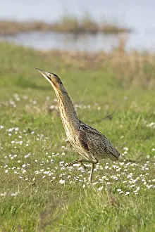 Botaurus Stellaris Impressions: Bittern (Botaurus stellaris) standing on grass, Cley, Norfolk, England, UK. April