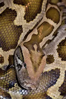 Impression encadrée : Le python birman (Python molurus bivittatus) enroulé, portrait de tête. Captif.