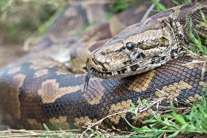 Close Up Snake Photos Impressions: Central African rock python (Python sebae) coiled up resting