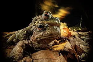 Common European Toad Impressions: Common toads (Bufo bufo) pair in amplexus with experimental lighting in background