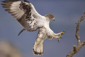 Aigle Impressions: Le faucon de Bonelli ou aigle fascié, Hieraetus fasciatus ou Aquila fasciata.