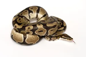 Mark Bowler Impressions: Ball / Python royal (Python regius) enroulé avec la langue étendue.