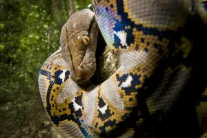 Tropical Rainforest Reptiles Impressions: Close up of juvenile Reticulated python (Python reticulatus) looking down from tree