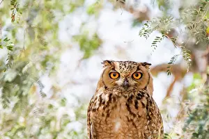 Middle East Wildlife Images Impressions: Pharaoh eagle owl (Bubo ascalaphus) portrait, Al Qudra, Dubai, UAE