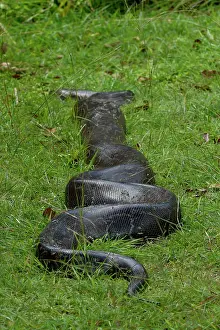 Wildlife Reptiles Impressions: Python (Pythonidae) moving over grass, Uganda