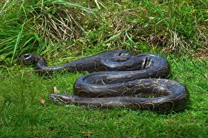 African Reptile Species Impressions: Python (Pythonidae) resting on grass, Uganda