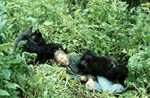 Le Sir David Attenborough avec des gorilles de montagne, en tournage pour la série BBC Life on Earth, Rwanda, Afrique 1978.