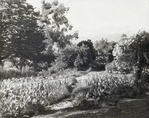 Vintage Garden Photography Impressions: 2916448