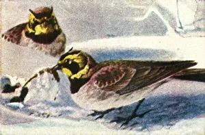 Cigarette Card Album Impressions: Alpine larks, c1928. Creator: Unknown