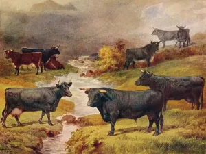 Pays De Galles Impressions: Bovins noirs gallois, c1906 (c1910)