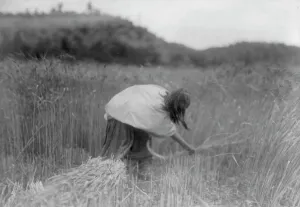 Native American Agriculture Impressions: The Apache Reaper [gathering wheat], c1906. Creator: Edward Sheriff Curtis