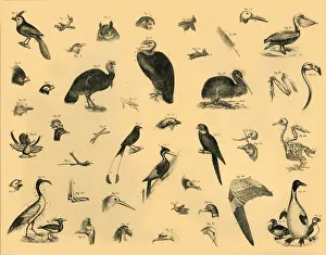 Black And White Bird Art Impressions: Birds, c1910. Creator: Unknown