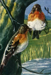 Cigarette Card Album Impressions: Bramblings, c1928. Creator: Unknown