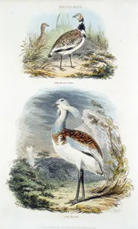 Nineteenth Century Ornithology Impressions: Bustards, 1835