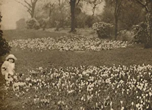Wonderful London Publication Images Impressions: The Crocus Carpet of Spring, c1935. Creator: Unknown