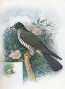 Cuckoo Bird Impressions: Cuckoo - Cuc ulus cano rus, c1910, (1910). Artist: George James Rankin