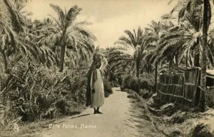 Images datées de 2019 février: Dattiers, Bassora, 1918-1939. Créateur : Inconnu.