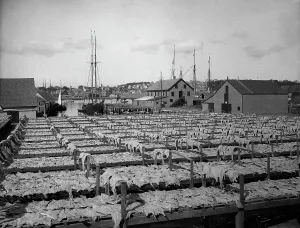 Black And White Coastal Images Impressions: Drying fish, Gloucester, Mass. c1906. Creator: Unknown