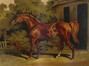Antique Equestrian Art Impressions: Eclipse, c1879. Creator: Unknown