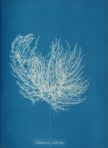 Anna Atkins Cyanotype Impressions: Ectocarpus distantus, ca. 1853. Creator: Anna Atkins