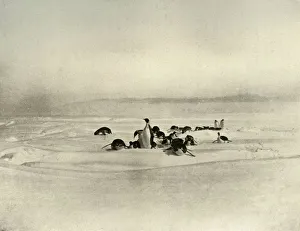 Ernest Shackleton Impressions: Emperors Tobogganning, c1908, (1909)
