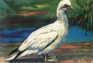 Cigarette Card Album Impressions: Gannet, c1928. Creator: Unknown