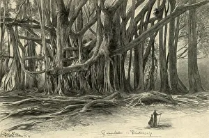Tropical Tree Species Impressions: Giant trees in Buitenzorg, Java, 1898. Creator: Christian Wilhelm Allers