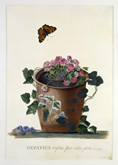 Georg Dionysius Ehret Art Impressions: Hepatica