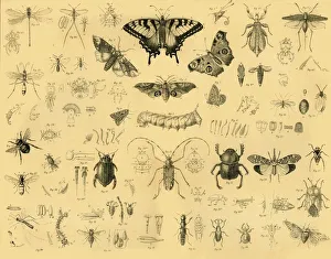 Coccinelle Impressions: Insectes, vers 1910. Créateur : Inconnu.