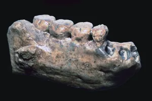Le museau et les dents de lhomme de Java.